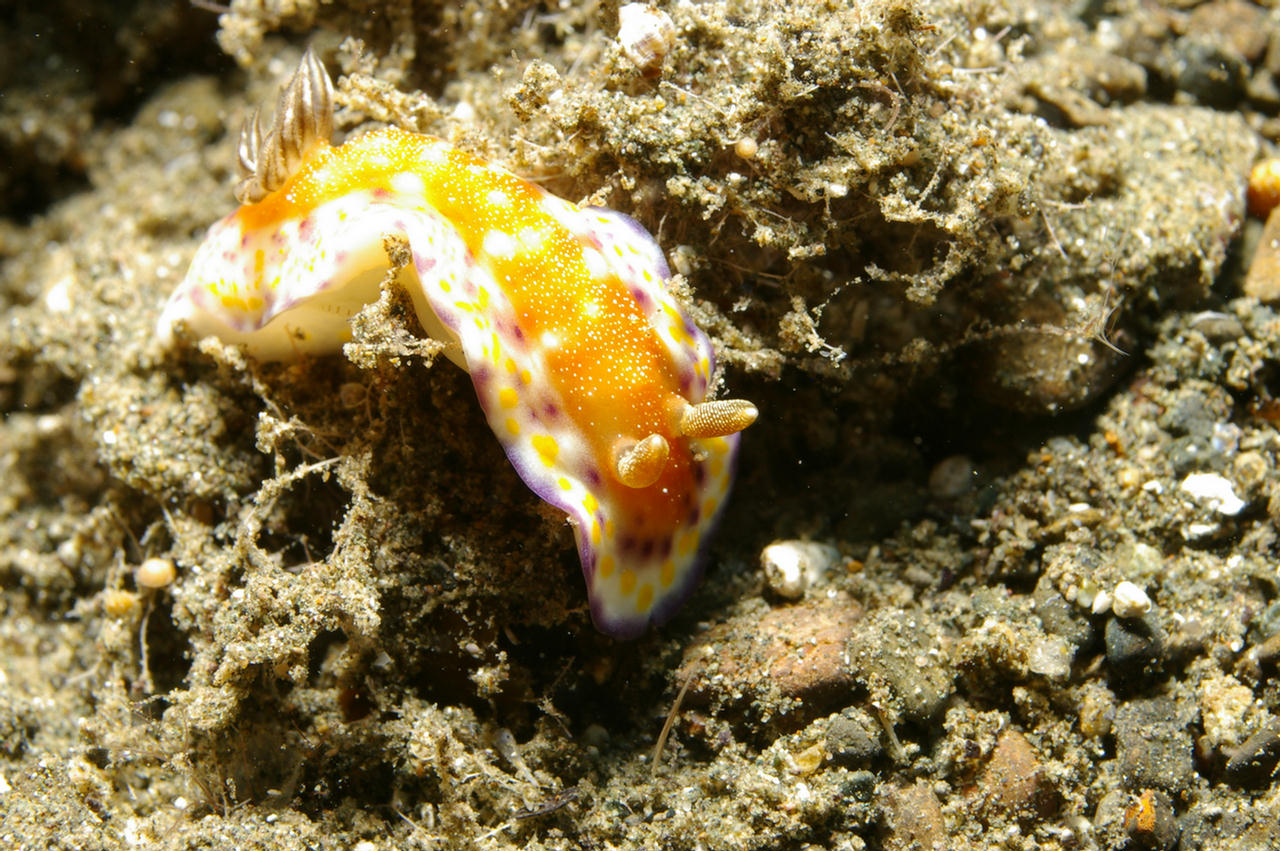 Chromodoris collingwoodi